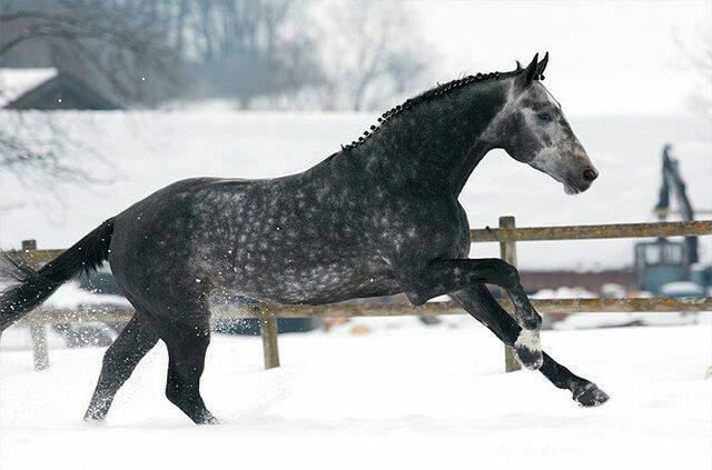 Bavarian Warmblood